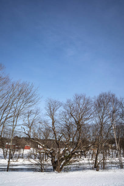 Gnarled tree with a red barn in the background, in a snowy landscape in Maine. Tree that looks like it's holding up the sky, photographed on January 19th, 2019 in Kingfield, Maine. carrabassett stock pictures, royalty-free photos & images