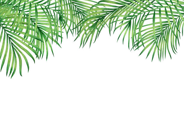 stockillustraties, clipart, cartoons en iconen met aquarel frame tropische laat kokos, palm, groene blad op witte achtergrond. aquarel hand getekende illustratie tropische exotische blad kaart of ontwerp, bruiloft uitnodiging, affiches of opslaan van de datum - watercolour jungle