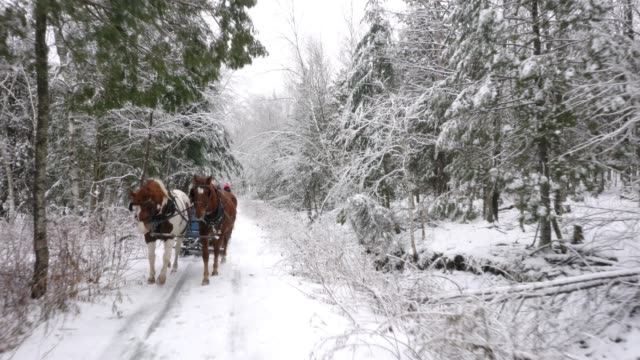 Winter Diversity Multi-Generation Family Horse Sleigh Snow Ride