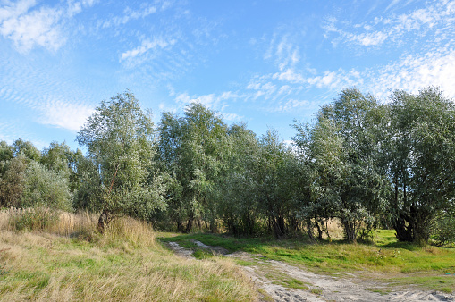 Landscape with green poplar trees and bright blue sky. Sunny summer day and beautiful place for rest
