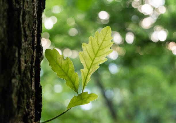 Green oak tree leaves