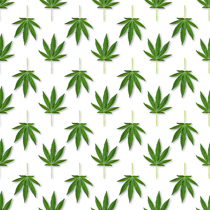 Hemp or cannabis leaves seamless pattern. Close up of fresh Cannabis leaves on white background