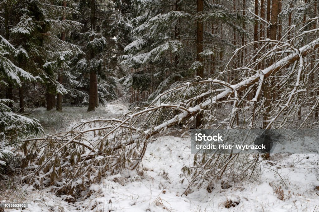 En snöig väg i en barrskog. Kanal i den skog och träd täckta med nysnö. - Royaltyfri Blå Bildbanksbilder En snöig väg i en barrskog. Kanal i den skog och träd täckta med nysnö. - Royaltyfri Blå Bildbanksbilder