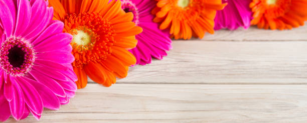 istock Gerbera and wooden background 1096603868