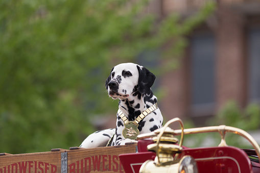 Louisville, Kentucky, USA - May 03, 2018: The Pegasus Parade, Horses pulling a wagon, driven by a man, with a dalmata dog riding on top of the wagon