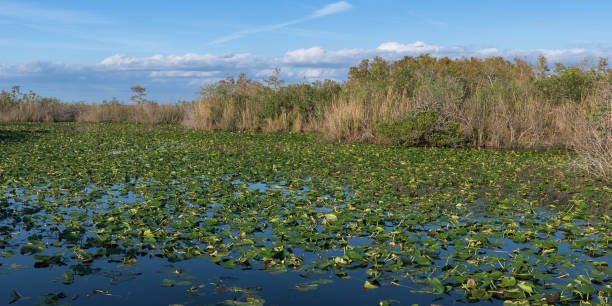 istock Waterlily pond of Anhinga Trail 1096612148