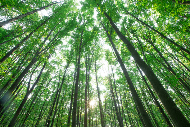istock Forest trees. nature green wood sunlight backgrounds 1096612392