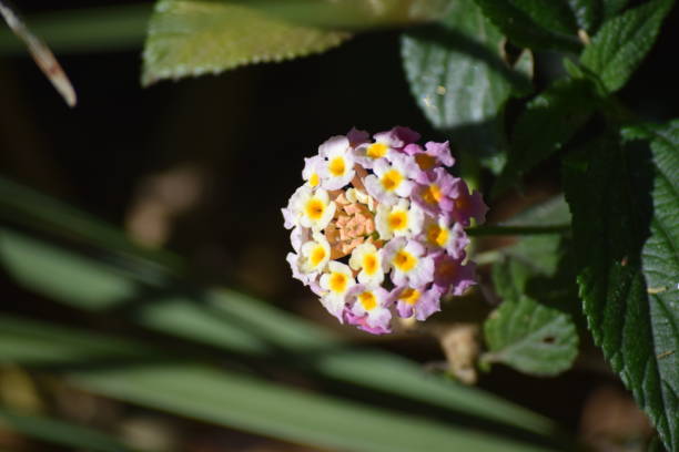istock Tiny yellow orange and purple Flower 1096613368