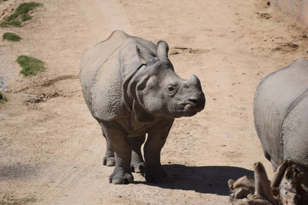 istock Rhino at Safari Park 1096613444