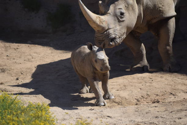 istock Rhino at Safari Park 1096613670