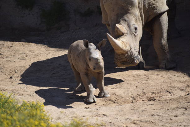 istock Rhino at Safari Park 1096614684