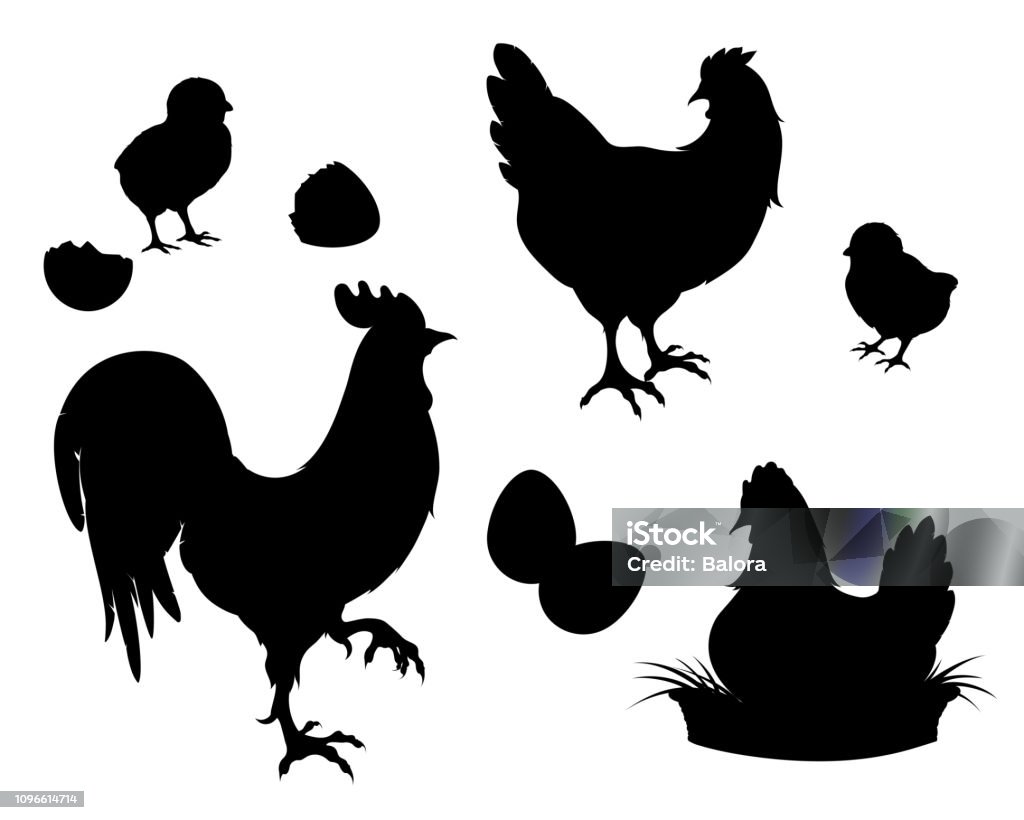 Pollo, gallo, pollitos, silueta de huevos, negro - arte vectorial de Pollito libre de derechos