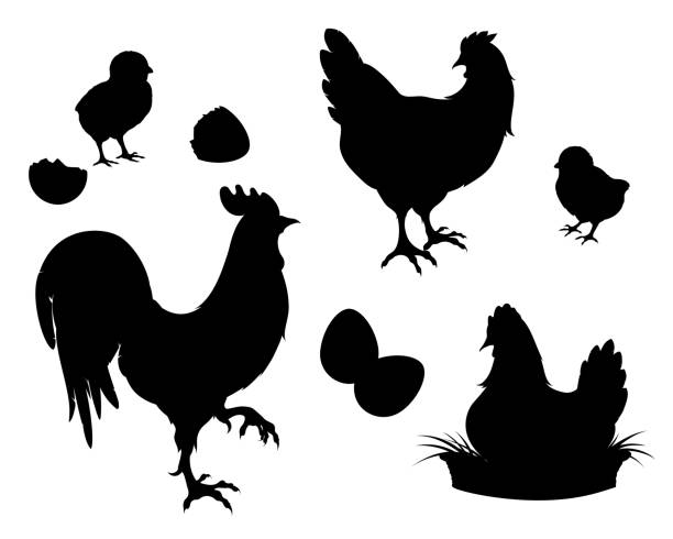 курица, петух, цыплята, яйца, черный силуэт - young bird stock illustrations