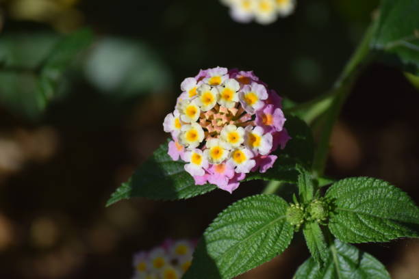 istock Tiny yellow orange and purple Flower 1096614758