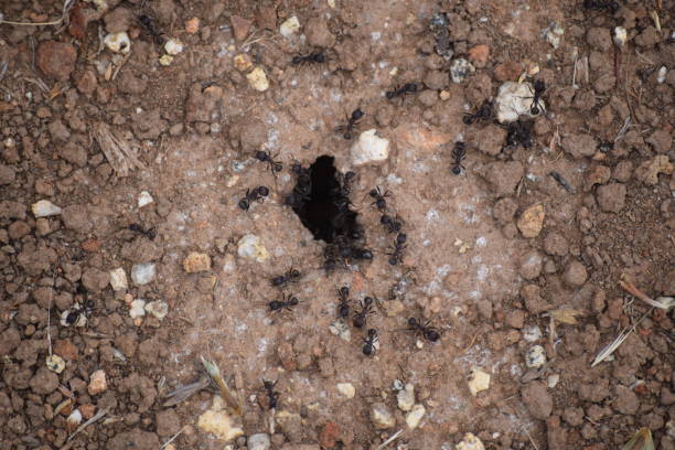 istock Ants entering their lair 1096616008