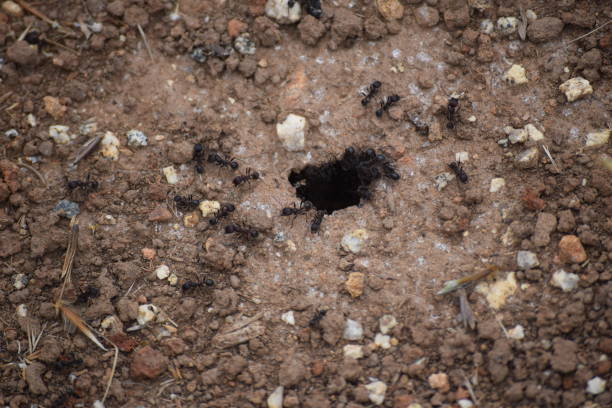 istock Ants entering their lair 1096616456