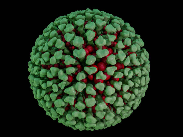 istock Close-up of virus or bacteria cells. 3D 1096617790