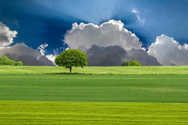 istock Green field and tree with blue sky and clouds 1096617888