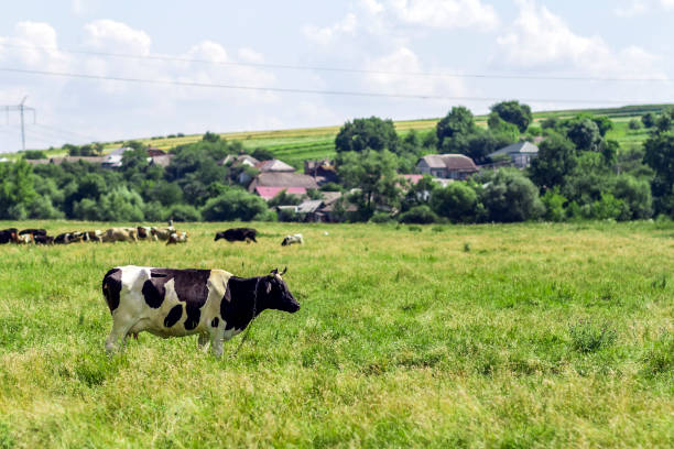 Summer landscape with cow grazing on fresh green pastures