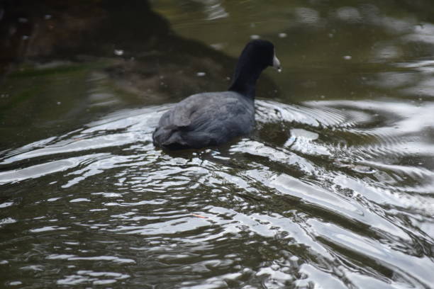 istock Bird swimming in a pond 1096618034