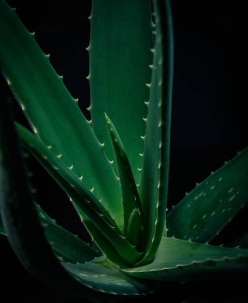 istock Succulent Plant Close-Up 1096618574