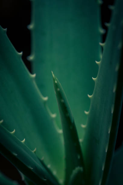 istock Succulent Plant Close-Up 1096618666