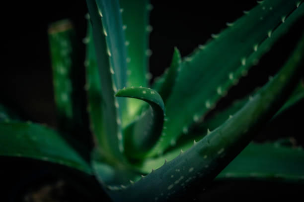 istock Succulent Plant Close-Up 1096618672