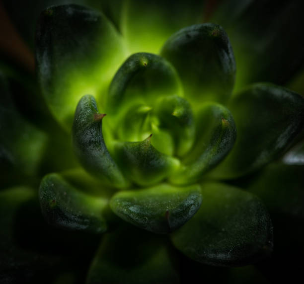 istock Succulent Plant Close-Up 1096618758