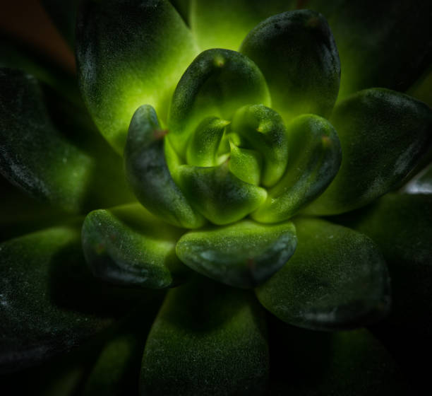 Succulent Plant Close-Up