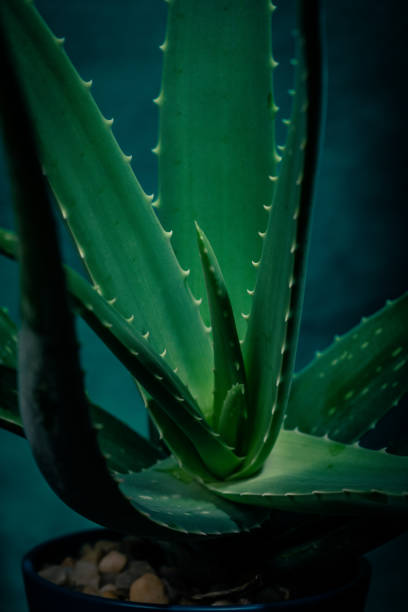 istock Succulent Plant Close-Up 1096618762
