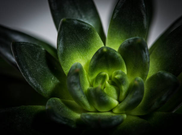 istock Succulent Plant Close-Up 1096618810