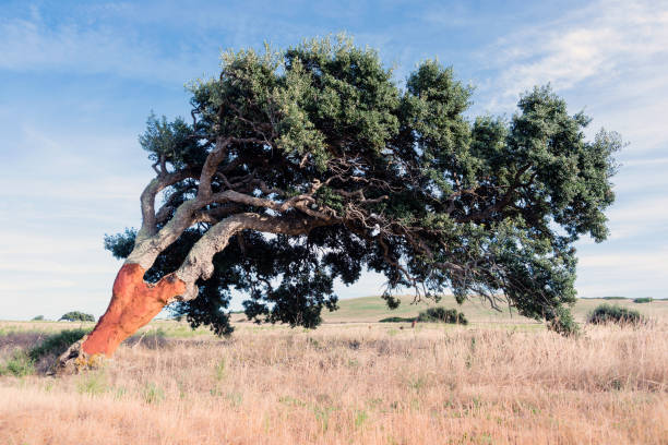 alte, geschälte korkeiche, sonnenaufgang und wiese, landwirtschaft auf sardinien, i̇talyanca - mantar ağacı stok fotoğraflar ve resimler