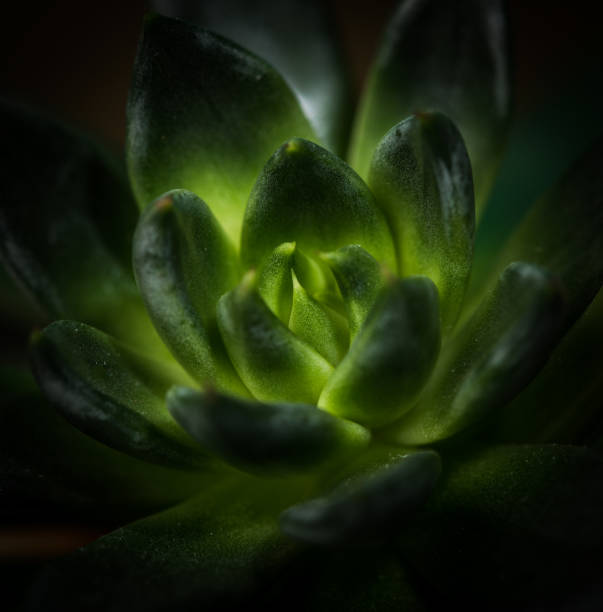 istock Succulent Plant Close-Up 1096618914