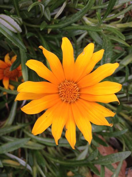istock Orange Gazania Flower 1096618978
