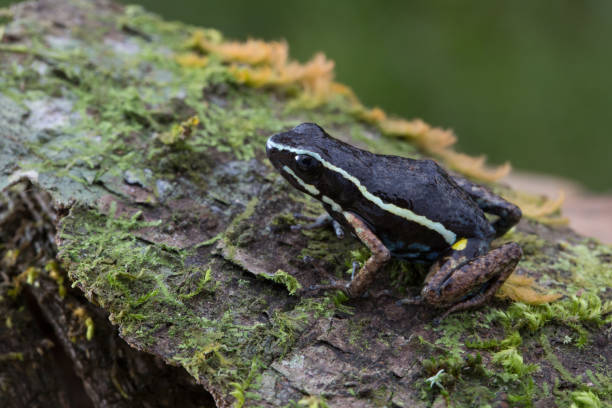 poison dart frog poison dart frog Ameerega anheli dendrobatidae stock pictures, royalty-free photos & images