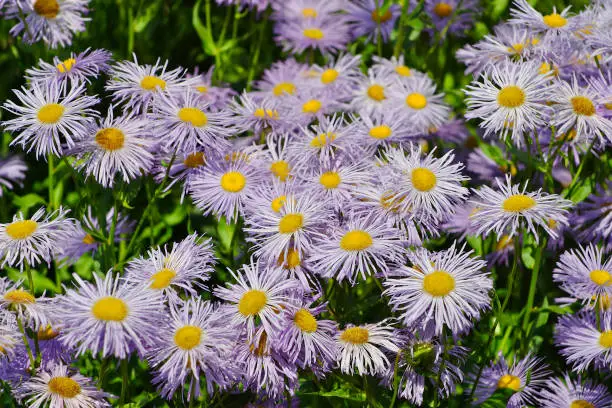 Erigeron specioses is a plant that belongs to the composite family. There are about 400 different species known worldwide, most of which occur in North America. Only nine species are known to be native to Europe.