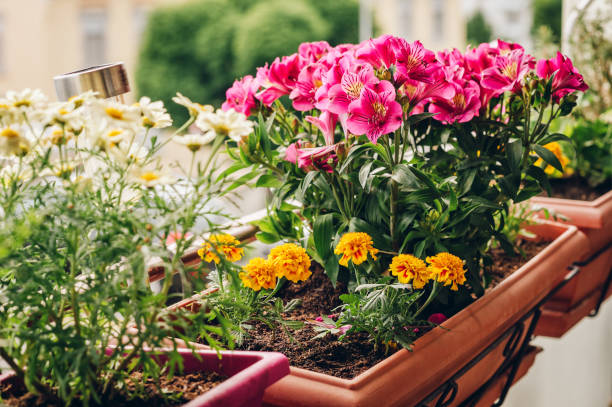 Colorful flowers growing in pots on the balcony stock photo