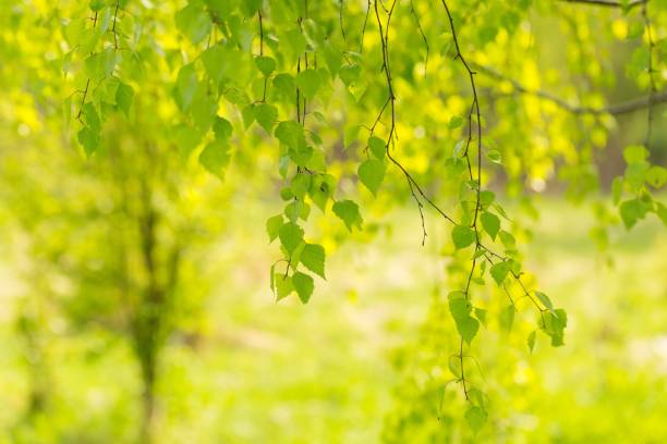 istock Close up of fresh birch leaves in springtime 1096621768