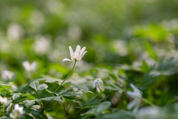 istock White anemone flowers blooming in spring forest 1096623050