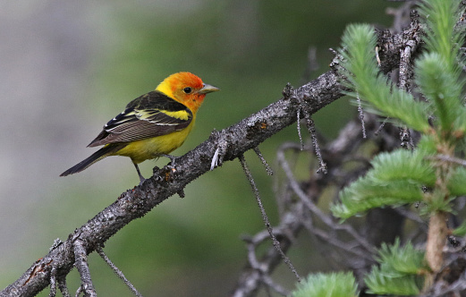 A male Western Tanager (Piranga ludoviciana) sitting in a spruce tree.  Shot in Rocky Mountain National Park, Colorado.
