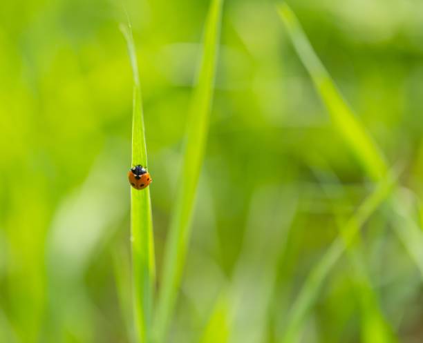 istock Ladybird walking on green plant in spring day 1096624042
