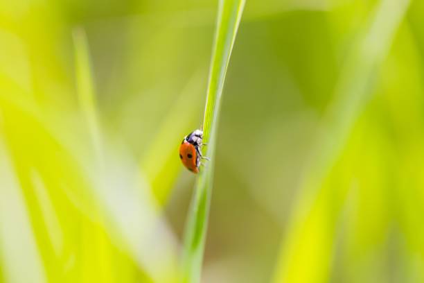 istock Ladybird walking on green plant in spring day 1096624074
