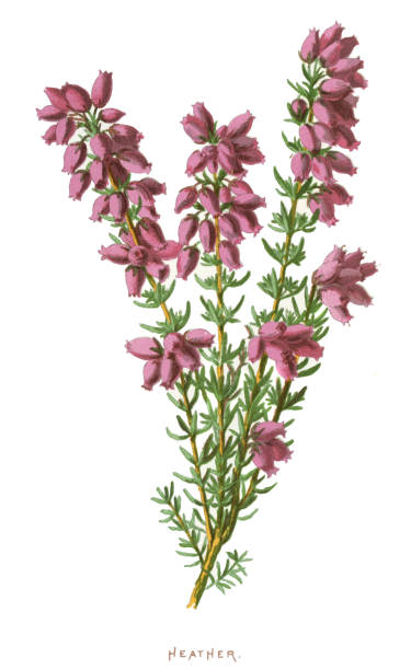 Heather Antique illustration of a Medicinal and Herbal Plants.
illustration was published in 1893 “botanika i mineralogia atlas"
scan by Ivan Burmistrov heather flower stock illustrations