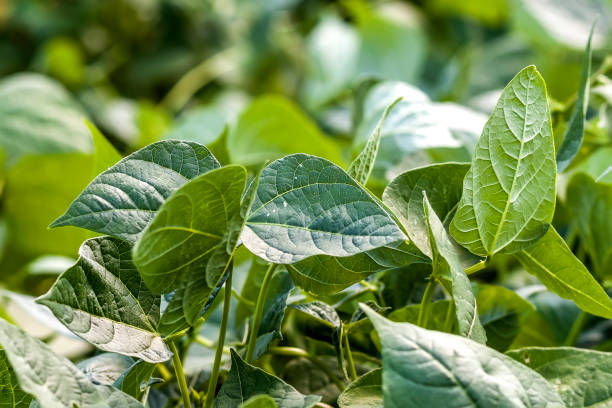 istock Green plant leaves in summer sunlight close-up 1096624444