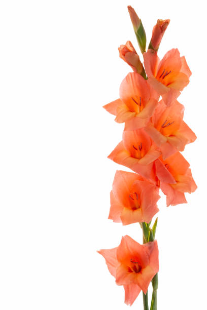 Salmon pink gladiolus isolated on the white background stock photo