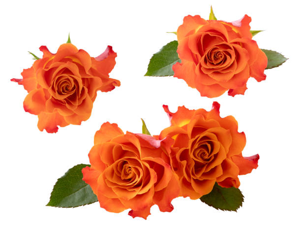 istock Set of orange rose buds 1096626124
