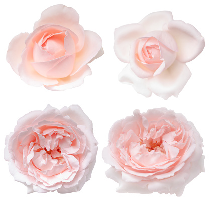 Set of pink rose buds