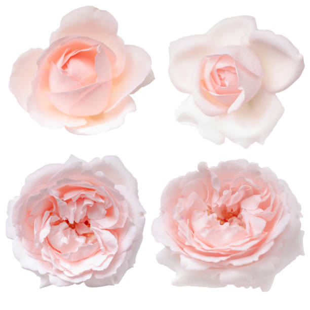 Set of pink rose buds isolated on the white background stock photo