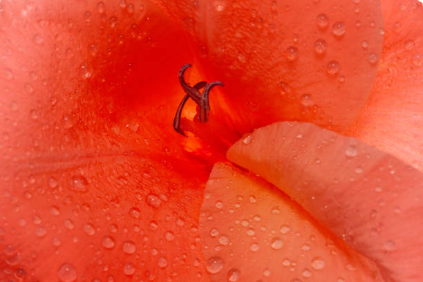 Orange color gladiolus with water drops. Macrophotography stock photo