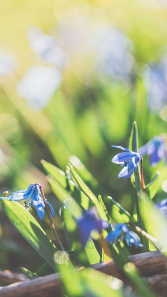istock Blue Scilla (Scilla siberica) spring flower on a sunny day 1096631788